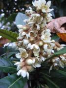 Eryobotrya japonica